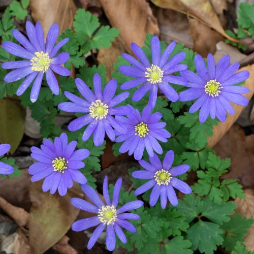 zawilec-anemone-blanda-blue-shades.webp