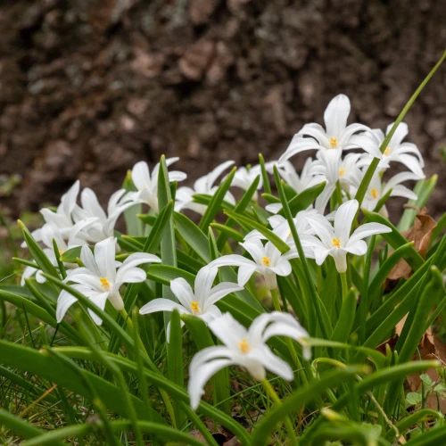 chionodoxa-luciliae-alba.webp
