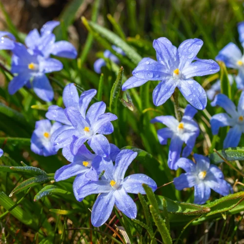 chionodoxa-luciliae.webp