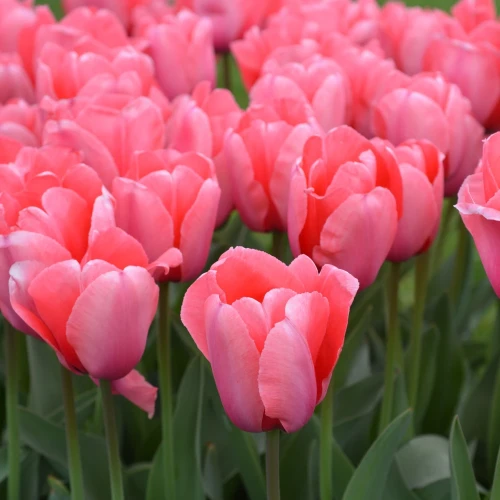 tulipan-pink-impression.webp