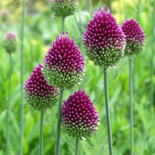 allium-sphaerocephalon.webp