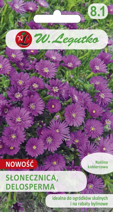 Słonecznica-Delosperma.jpg