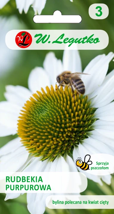 Rudbekia-purpurowa-o-kwiatach-bialych.webp