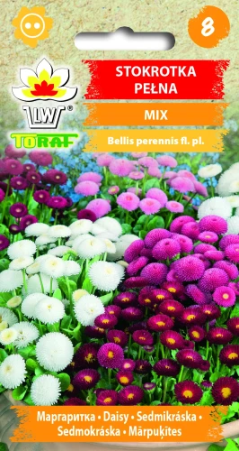 Stokrotka-pełna-MIX.webp