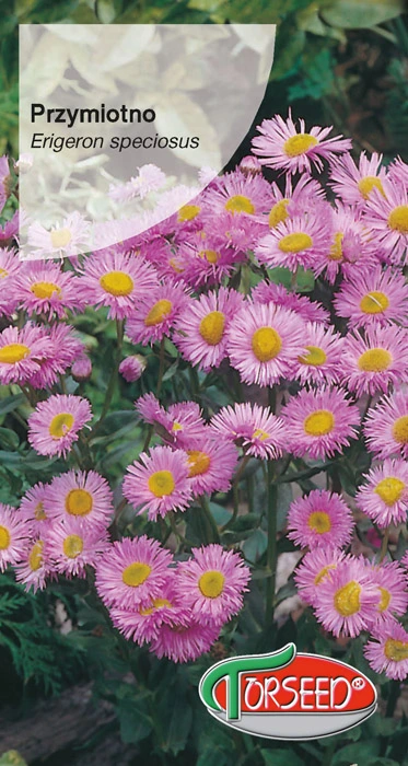 Przymiotno.webp