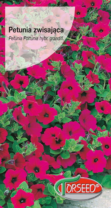 Petunia zwisająca Fortunia purpurowa.jpg