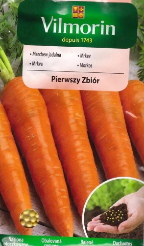 marchew-pierwszy-zbiór.webp