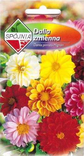 dalia-zmienna-mignon.webp