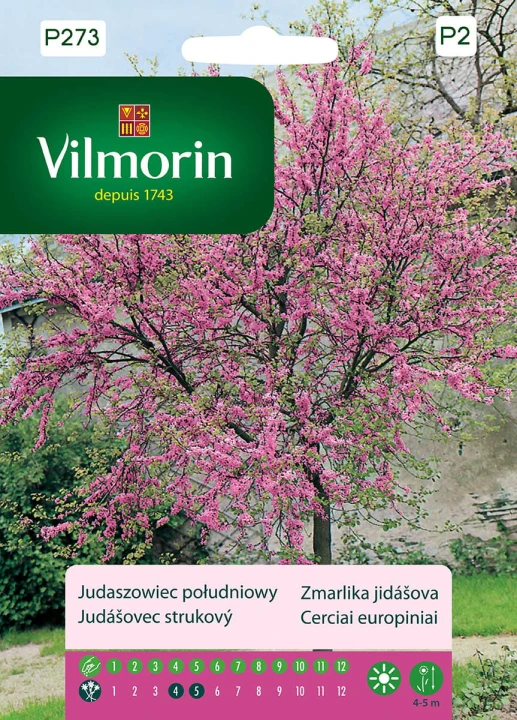 judaszowiec.jpg