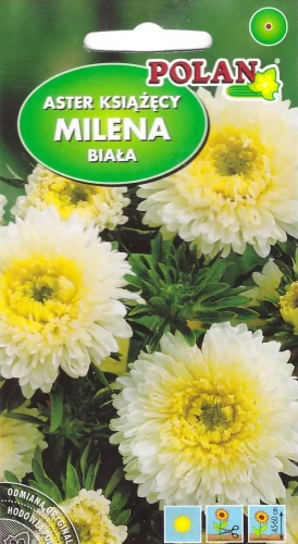 aster-milena-biała.webp