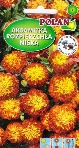 aksamitka-rozpierzchła-niska.webp