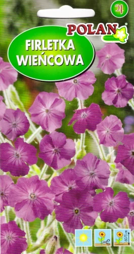 firletka-wieńcowa-amarantowa.webp