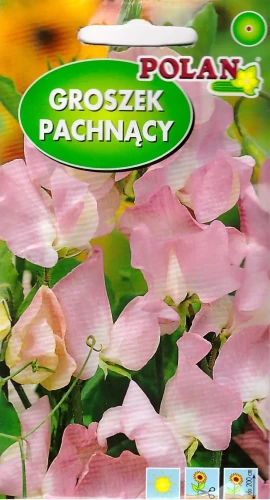 groszek-pachnący-różowy.webp