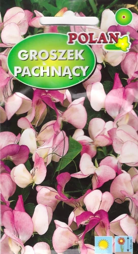 groszek-pansy-lavender-flash.webp