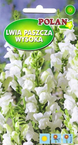 lwia-paszcza-biała.webp