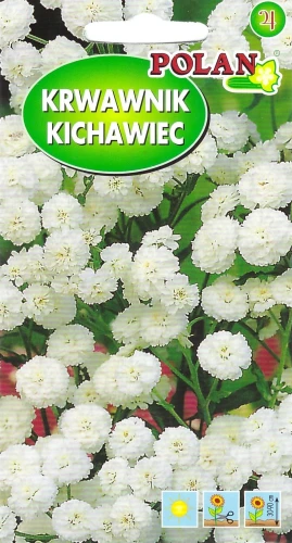 krwawnik-kichawiec.webp
