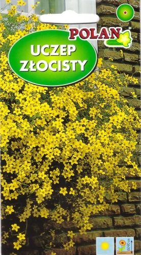 uczep-złocisty.webp
