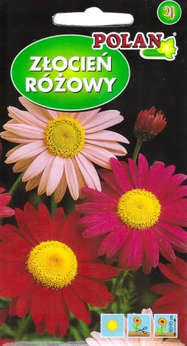 złocień-różowy-mix.webp