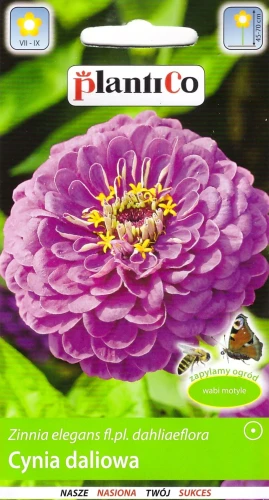 cynia-lawendowa.webp