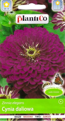 cynia-fioletowa.webp