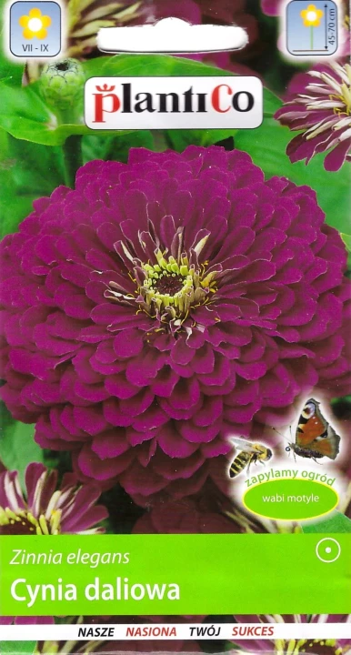 cynia-fioletowa.webp