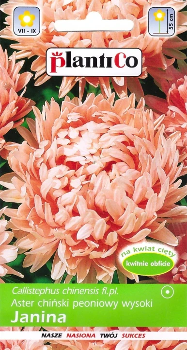 aster-janina.webp