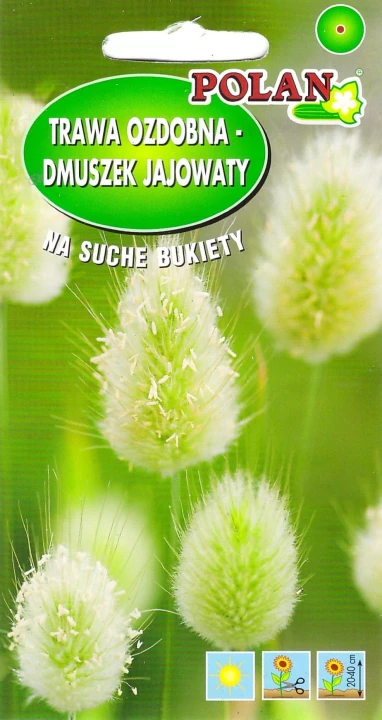 dmuszek-jajowaty.jpg