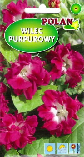wilec purpurowy reffles.jpg