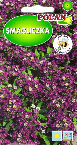 smagliczka różowo-fioletowa.jpg