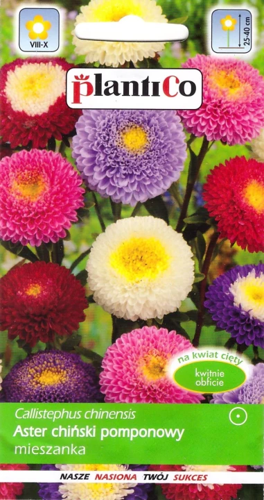 aster pomponowy mieszanka.jpg