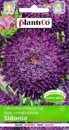 aster sidonia fioletowy.jpg
