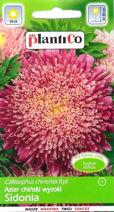 aster sidonia karminowy.jpg