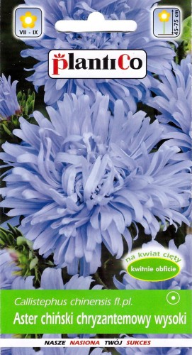 aster chryzantemowy niebieski.jpg