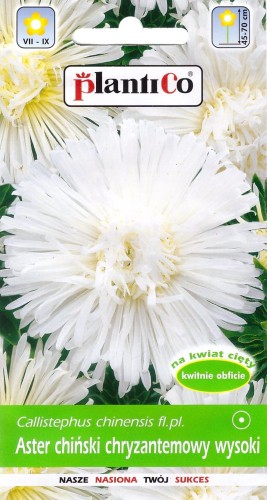 aster chryzantemowy biały.jpg