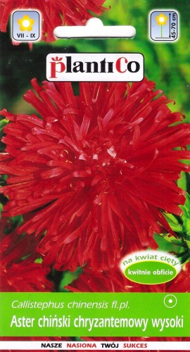 aster chryzantemowy czerwony.jpg