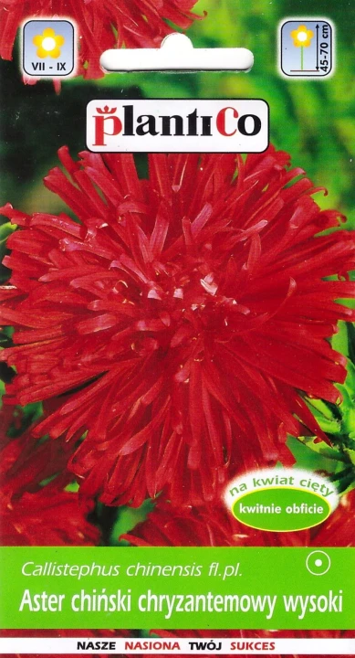 aster chryzantemowy czerwony.jpg