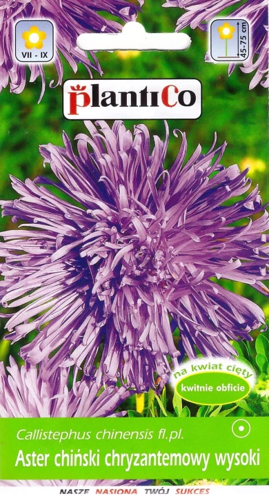 aster chryzantemowy fioletowy.jpg