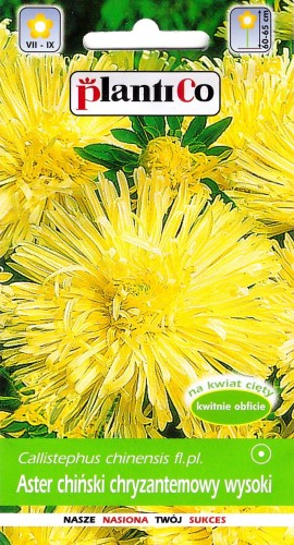 aster chryzantemowy żółty.jpg