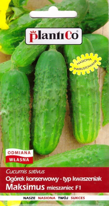ogórek maksimus.jpg