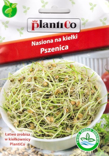 pszenica na kiełki.jpg