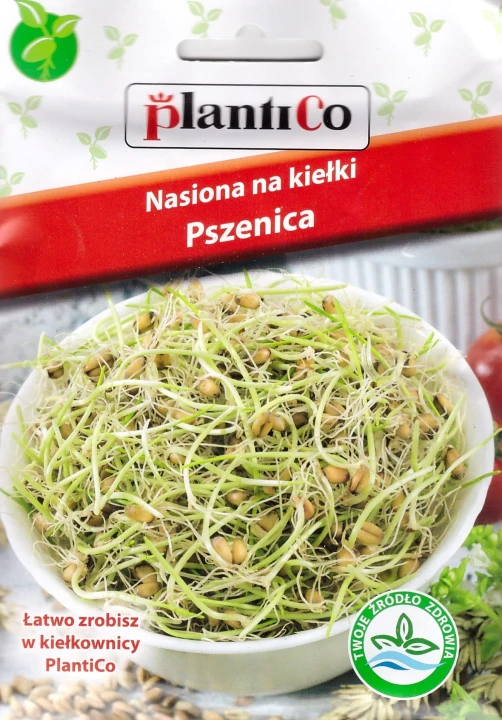 pszenica na kiełki.jpg