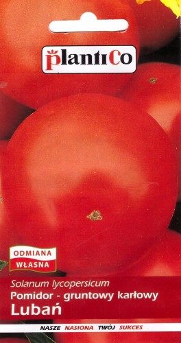 pomidor lubań.jpg