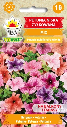 Petunia-niska-żyłkowana-MIX.webp