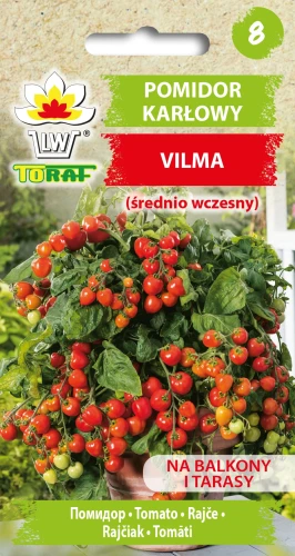 Pomidor-gruntowy-karłowy-VILMA.webp