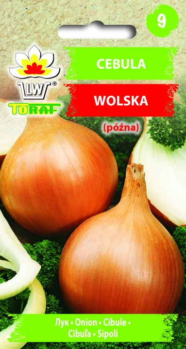 Cebula-WOLSKA.jpg
