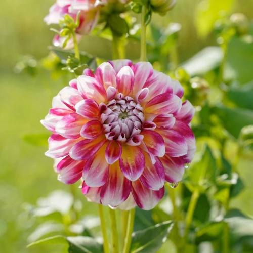 dalia-georginia-hawaii.webp
