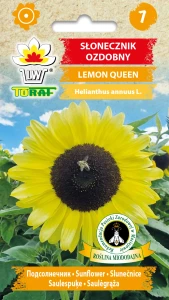 Słonecznik ozdobny Lemon Queen cytrynowy nasiona 2g Toraf