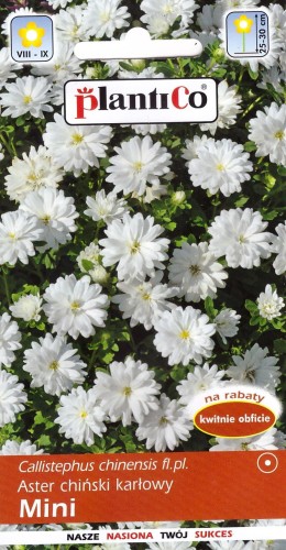 aster karłowy mini biały.jpg