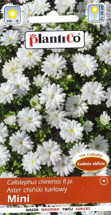 aster karłowy mini biały.jpg