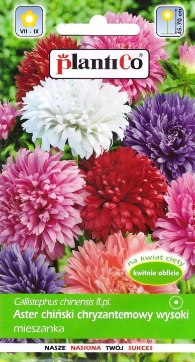 aster chryzantemowy mix.jpg